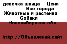 девочка шпица  › Цена ­ 40 000 - Все города Животные и растения » Собаки   . Новосибирская обл.